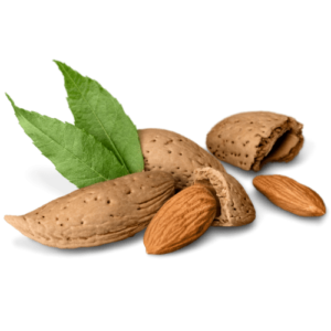Mandeln5-transparenter-BG Amandes Stock